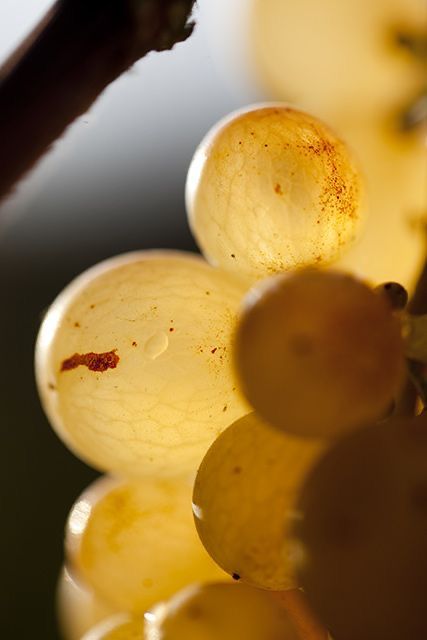 Viognier,cuvée 480, Chai Saint Olive