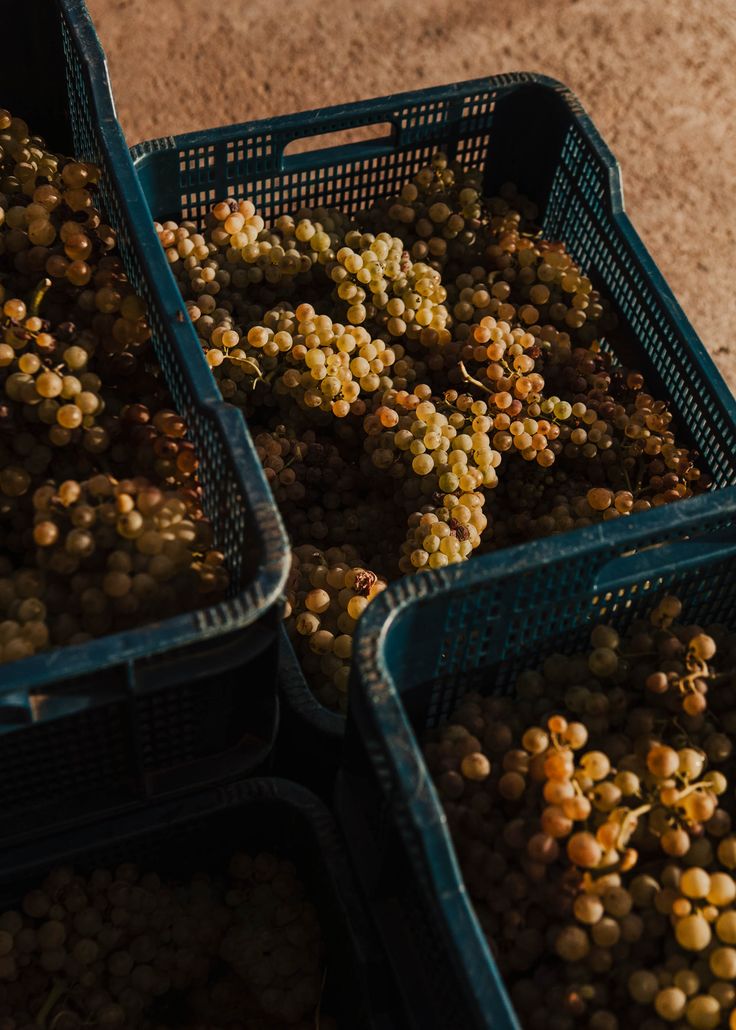 Chardonnay bio, Chai Saint Olive