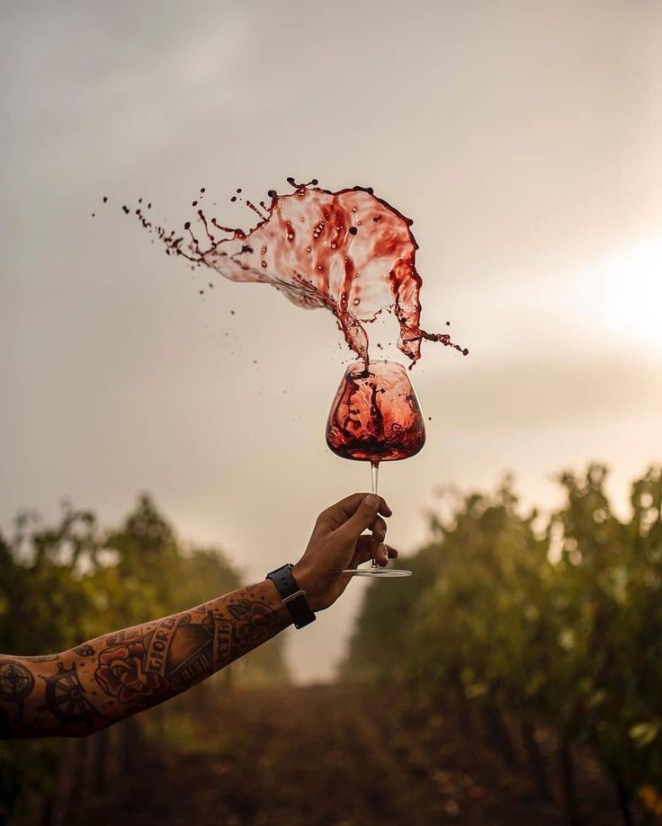 Gamay bio, Quand on arrive en ville...,Chai Saint Olive